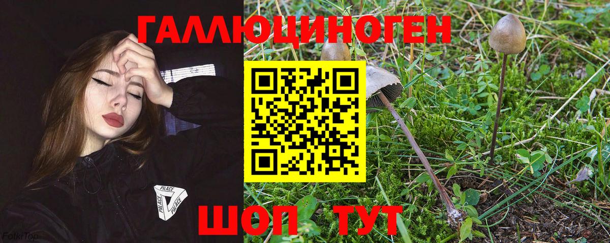 наркота  Вход с VPN  Псилоцибиновые грибы прущие грибы  Сафоново  Псилоцибиновые грибы Psilocybine cubensis 